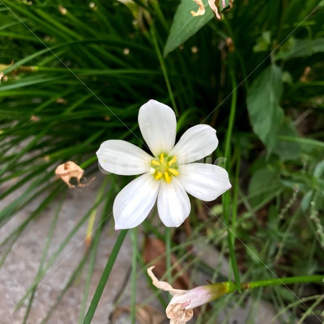 plant,식물,flower,꽃,blossom