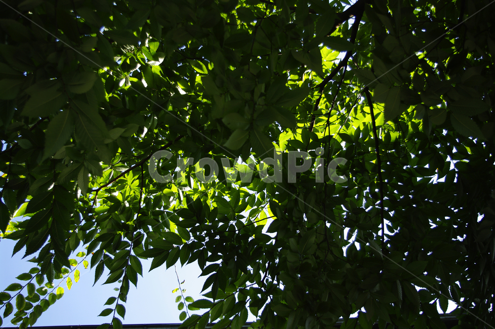 plant,식물,나무,잎,초록