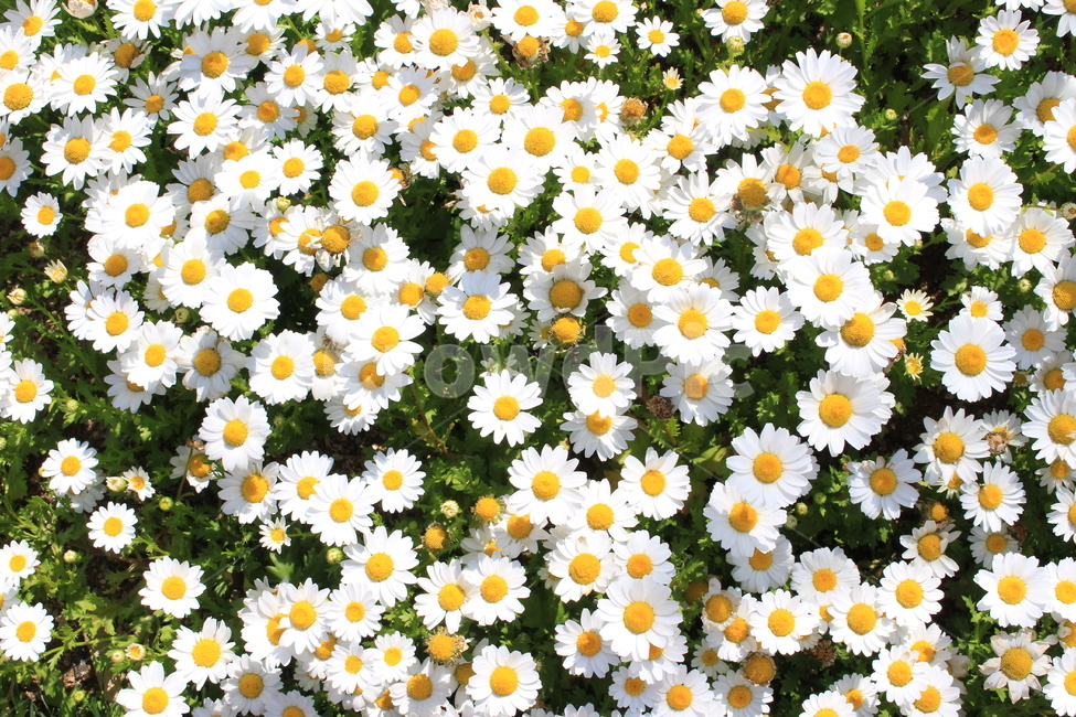White,nature,margaret,yellow flower,flower garden,summer flowers,flower
