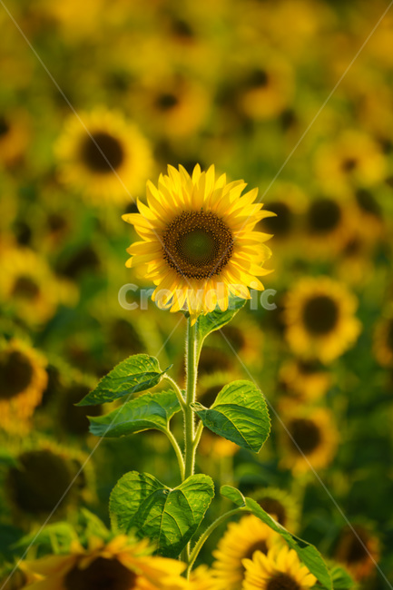 꽃,해바라기,자연,식물,flower,sunflower,plants,식물,자연,plants,nature,꽃,flower