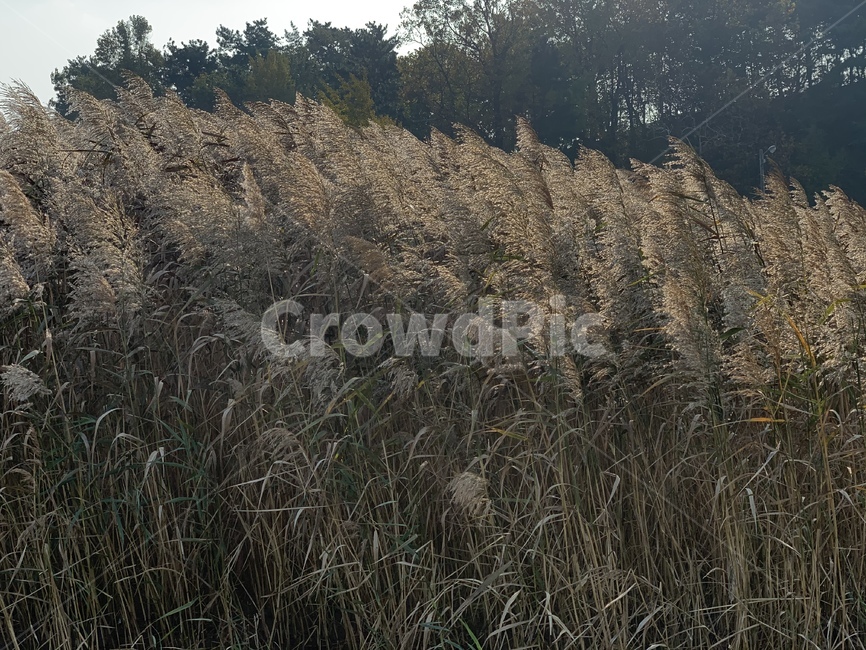 갈대,식물,자연,갈대숲,풀,plant,nature
