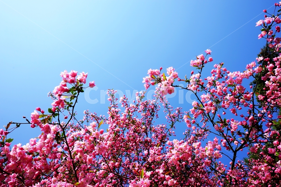 벚꽃,겹벚꽃,핑크벚꽃,분홍벚꽃,봄꽃,봄,계절,spring,season,식물,자연,plants,nature,꽃,flower,plant,blossom