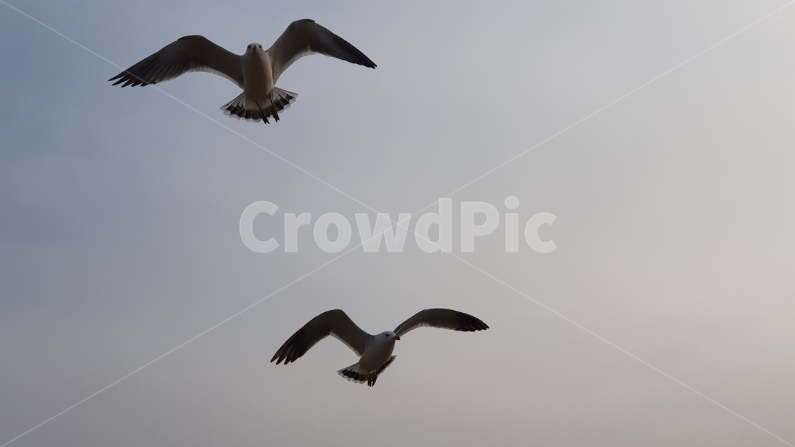 flying,나는,bird,animal,동물,새,동물,animal,조류,새,birds