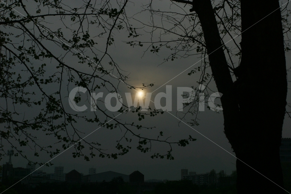 나무,저녁놀,해질녁,해,그림자,도시,풍경,city,landscape,nature,자연,outdoors,옥외