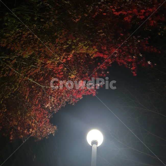 자연,나뭇잎,나뭇가지,단풍,가을,밤,하늘,낙엽,가로등,식물,plant,나무,tree