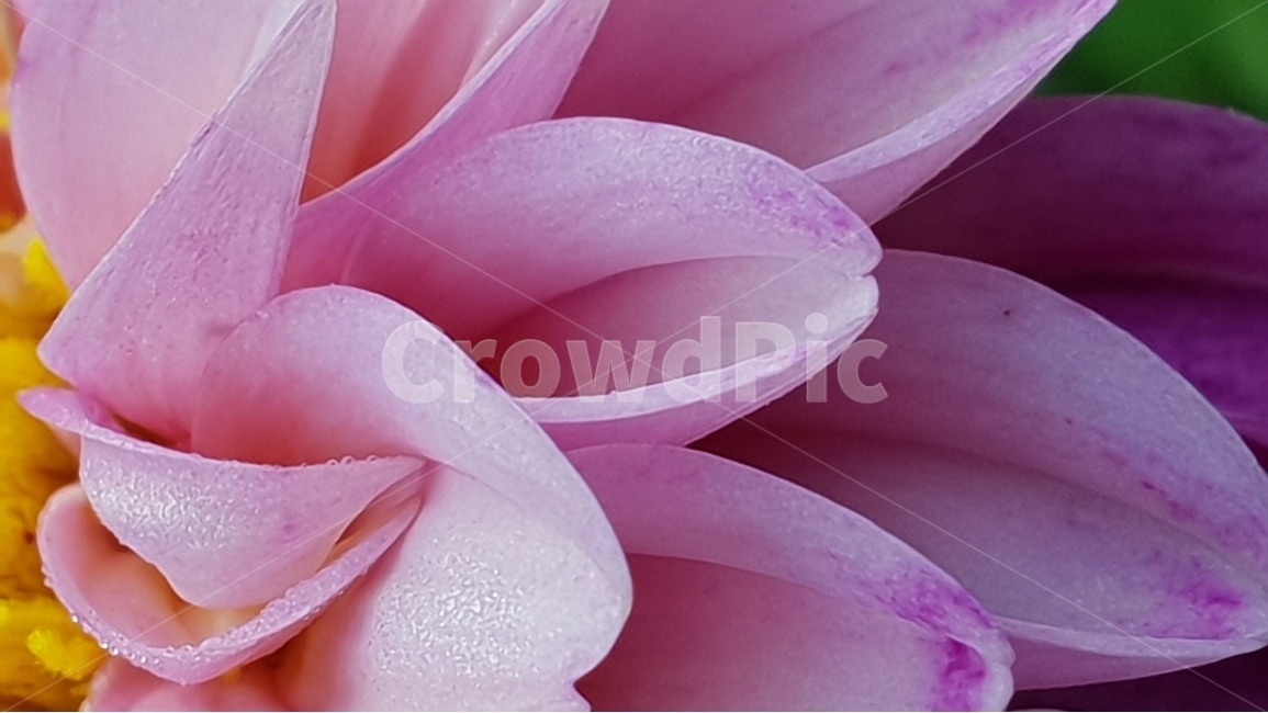 beautifulflowers,dalaria,nature,plant,아름다운꽃,다알리아,식물,자연,backgroundimage,배경이미지,노랑색,핑크색,화려한,주홍색,그린,green,배경,배경화면,색감,바탕,텍스쳐,질감,패턴,이미지,식물,자연,plants,nature,꽃,flower