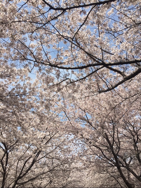 벚꽃,봄,하늘,벚꽃나무,식물,자연,꽃잎,계절,분홍,봄,계절,spring,season,식물,자연,plants,nature,꽃,flower,plant,blossom,cherry blossom