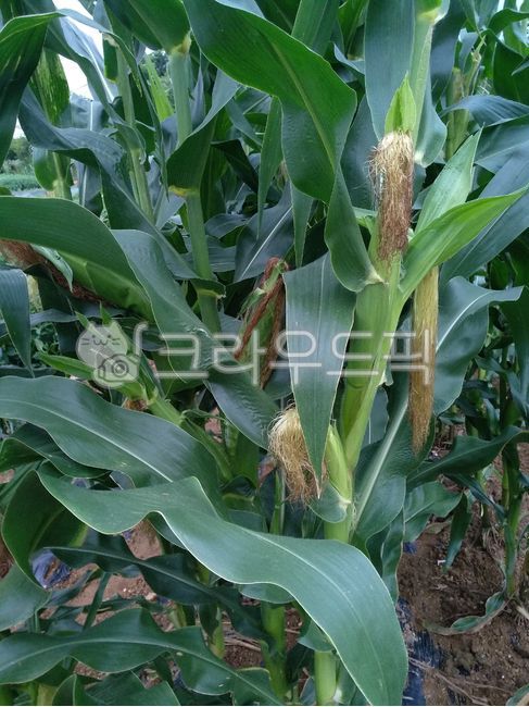 Corn cultivation,corner,grain,crops,corn farming