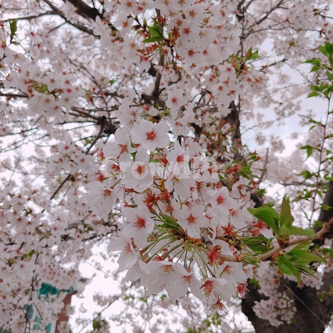 벚꽃,벚꽃나무,나무,꽃,봄