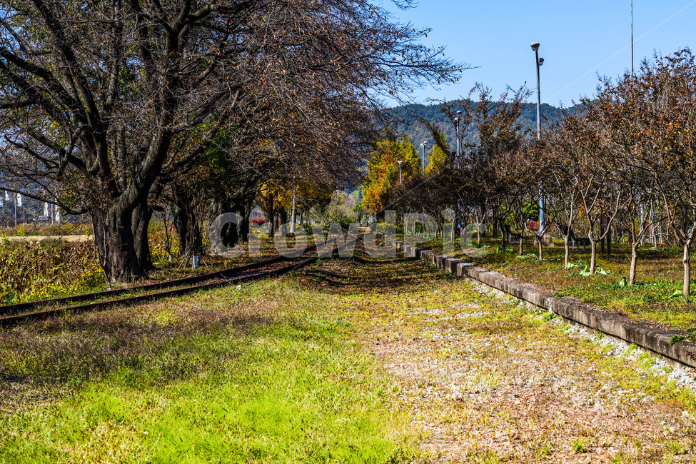 나무,산책,기차,기찻길,봄,풀,잔디,way,tree,green,train,spring