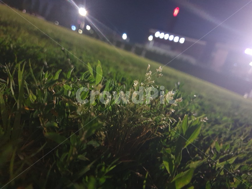 풀,잡초,꽃,확대,근접