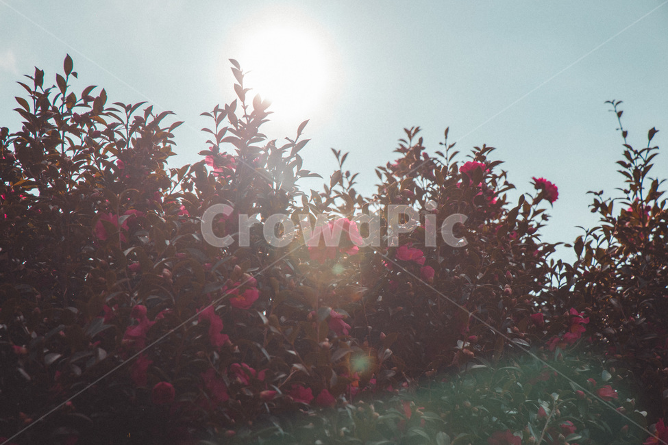 동백꽃,플레어,제주,빛,light,flare