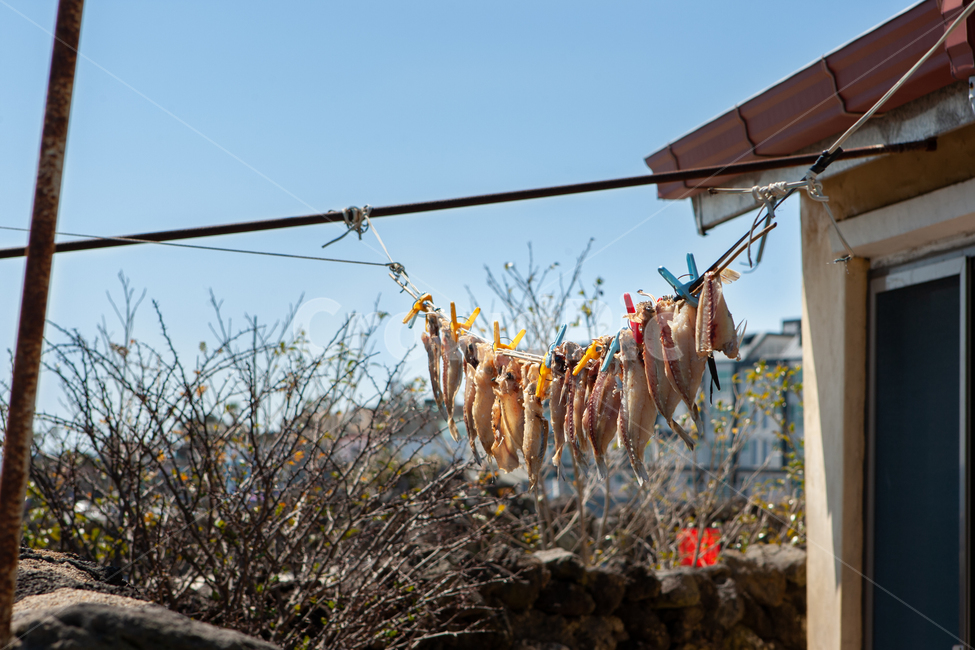 어촌,생선,빨래줄,생선말리기,어촌풍경,어업,fishery,fishing industry