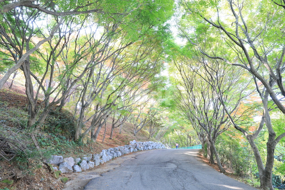 숲,공원,단풍,풍경,가을,가을,계절,fall,autumn,season,자연,풍경,nature,landscape,tree,나무,plant,식물,road,도로,vegetation,초목