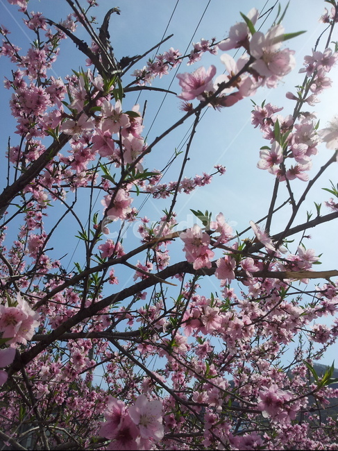 복숭아꽃,분홍꽃,복숭아나무,꽃과하늘,peachflower