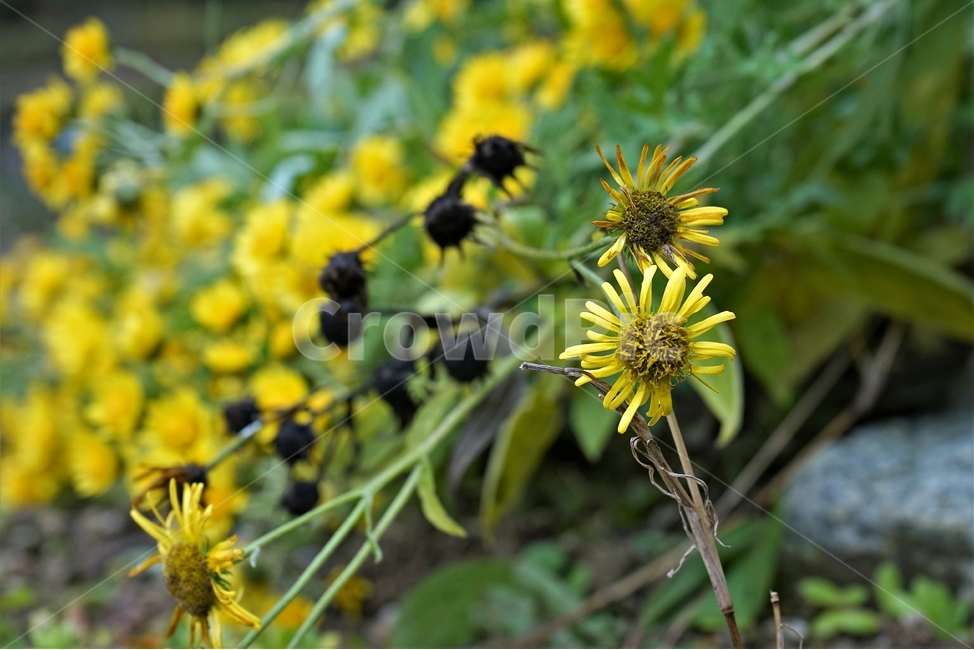 감국,가을,노랑,계절,chrysanthemumindicum,autumn,fall,nature,bloom,yellow,국화과,smell,season,beautiful,plant,flower,산국,노랑꽃,식물,자연,Northchrysanthemum,여러해살이,식물,자연,plants,nature,꽃,flower