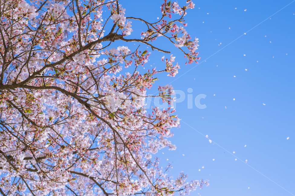벚꽃,봄꽃,하늘,꽃잎,휘날리는,아름다운,떨어지는,봄,계절,spring,season,감성,sensible,feeling,색깔,색상,색채,색감,color sense,color sensitivity,feeling of color,plant,식물,blossom,꽃,cherry blossom,flower