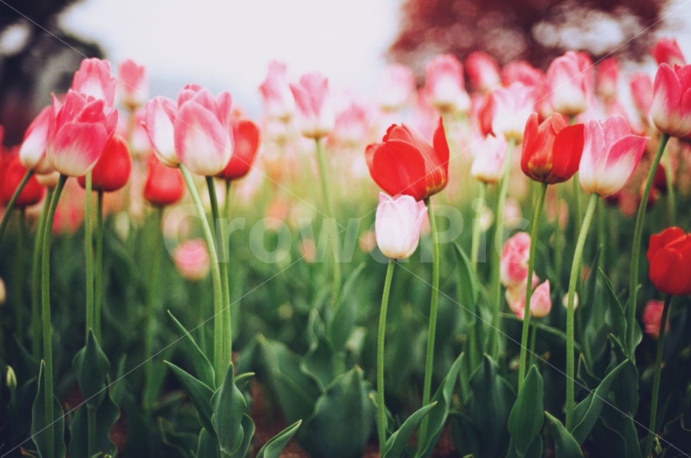 튤립,필름사진,봄,사월,필름카메라,봄,계절,spring,season,식물,자연,plants,nature,꽃,flower,감성,sensible,feeling,색깔,색상,색채,색감,color sense,color sensitivity,feeling of color,plant