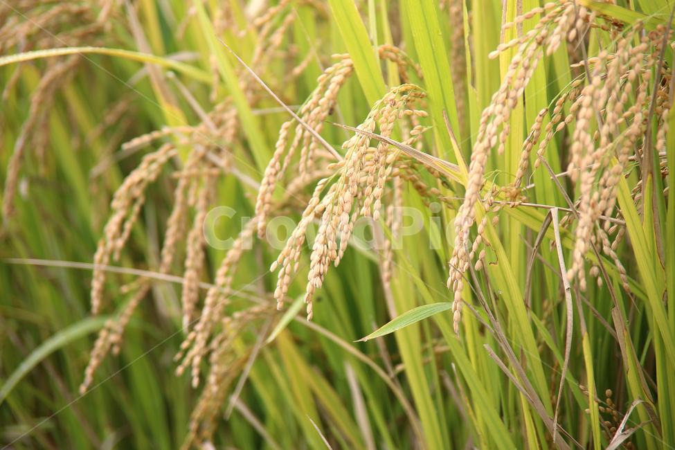 벼,가을벼,가을,추수,수확,가을,계절,fall,autumn,season,곡류,곡식,cereals,산업,industry,industrial,농업,농사,agriculture,farming,farming industry,vegetation,초목,plant,식물,nature,자연,field,들,grassland,목초지,outdoors,옥외
