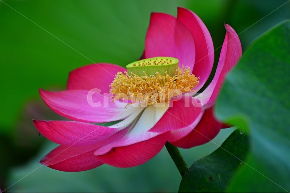 plant,식물,flower,blossom,꽃,petal,꽃잎,연꽃,연잎,수련,홍연,자연,불교