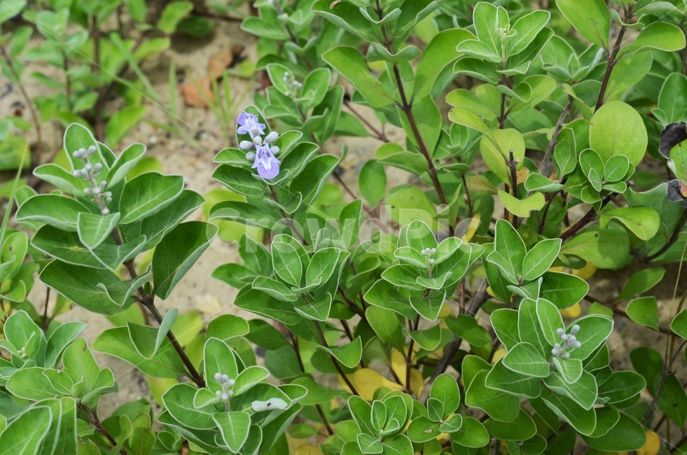 순비기나무,마편초과,상록관목,염생식물,바닷가식물,자연,식물,자연,plants,nature,꽃,flower