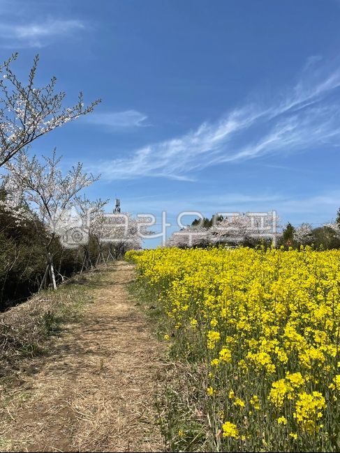 벚꽃,유채꽃,유채꽃도로,녹산로,제주도