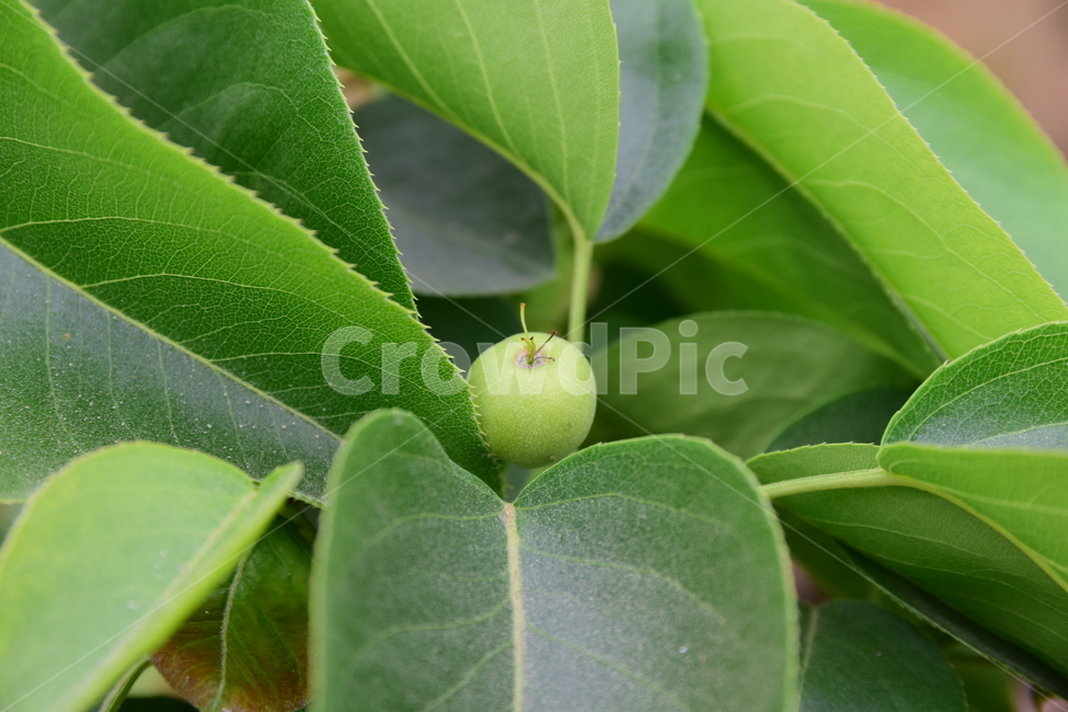 배,열매,과일,결실,나뭇잎,나무,작은,녹색,접사,클로즈업,green,leaves,pear,fruit,초록,과수원,농원,식물,자연,plants,nature