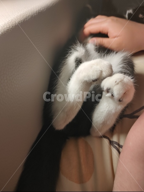 cat,pet,동물,반려묘,고양이