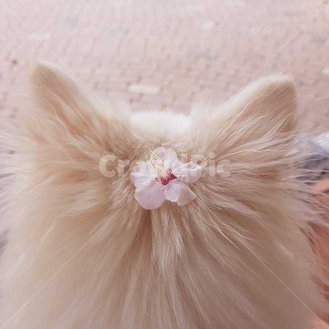 벚꽃,강아지,봄,귀여움,소중함