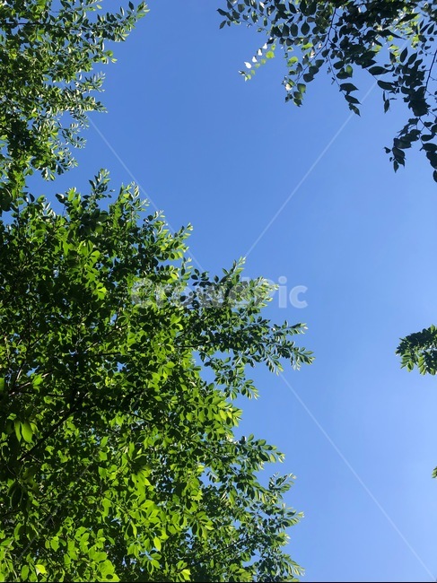 나무,하늘,여름,sky,summer,plant,tree