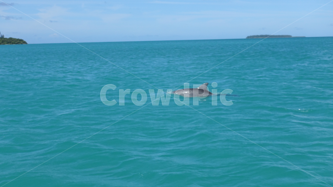 남태평양,바다,휴양지,자연,nature,pacific,sea,아쿠아블루,aquablue,turquoiseblue,dolphin,돌고래