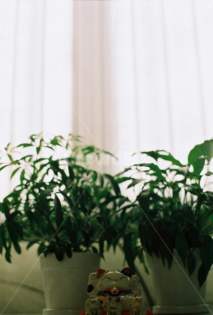 창문,햇빛,화분,식물,인형,window,sunshine,pot,plants,green,catdoll,마네키네코,실내,따뜻한,아늑한
