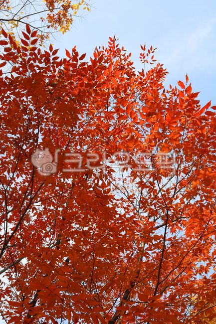 나무,느티나무,단풍,식물,자연,잎,나뭇잎,느티나뭇잎,단풍잎,가을,낙엽수,활엽수,공원수,정원수,느릅나무,느릅나무과,규목,낙엽,붉은단풍