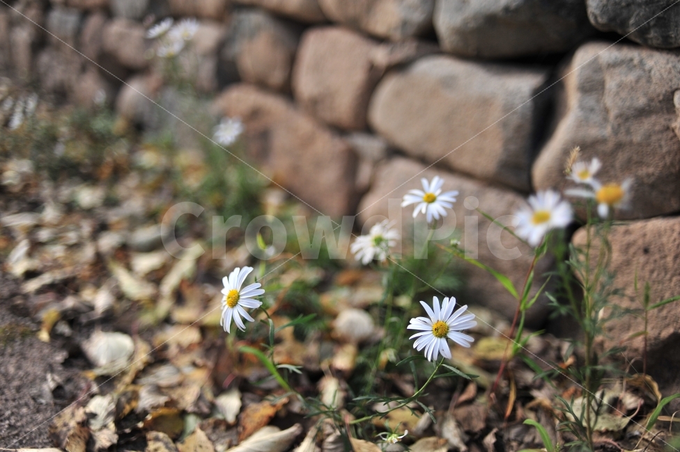 꽃,돌담,가을,밀양,낙엽,식물,자연,plants,nature,꽃,flower