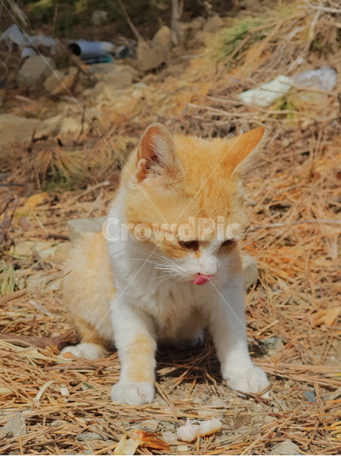 고양이,길냥이,길고양이,귀여운,동물,동물,animal,포유류,mammal,고양이,cat,kitten,kitty