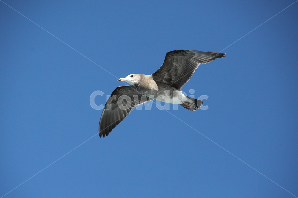 갈매기,바다새,대형조류,commongull,mewgull,동물,animal,조류,새,birds