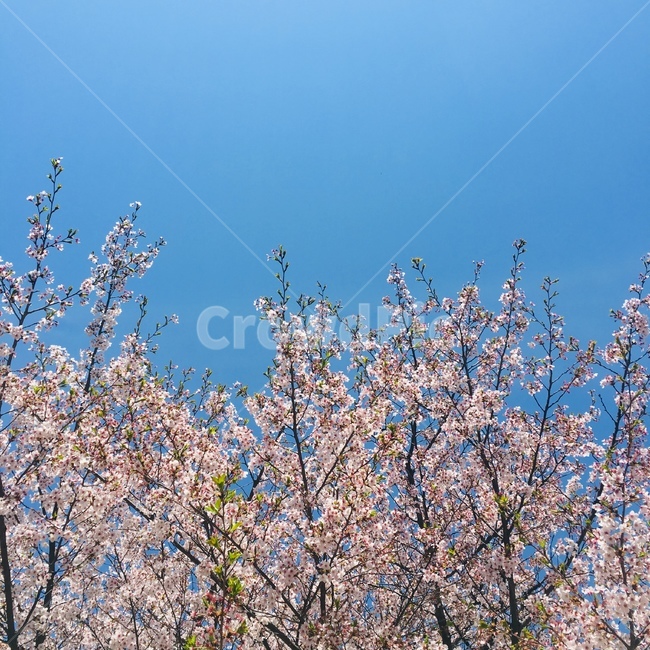 벚꽃,벚꽃축제,sky,분홍벚꽃,pink,봄,spring
