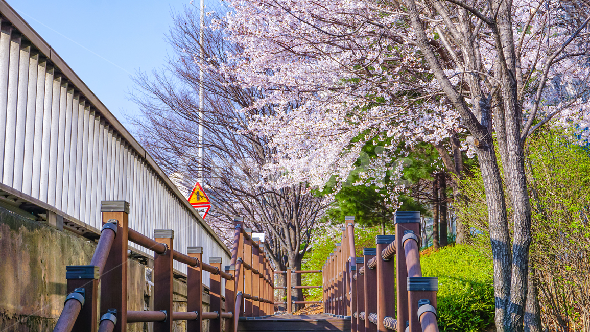 벚꽃,cherryblossom,blossom,꽃,flower,풍경,handrail,난간,banister,plant,식물,봄,spring,봄,계절,spring,season
