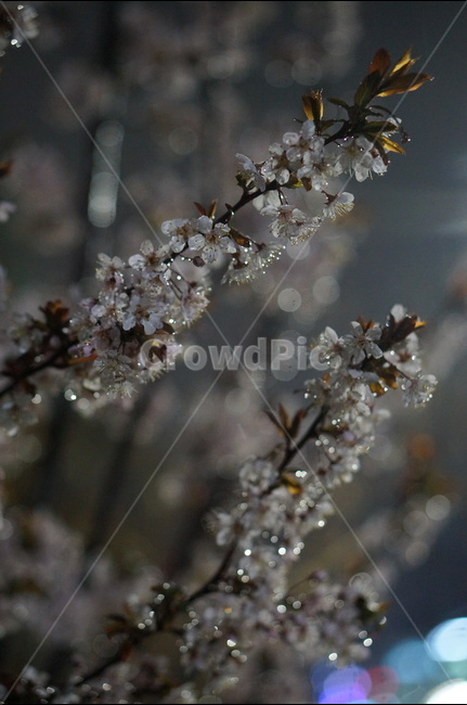 매화,야경,빛,비,우중,보케,봄,풍경,봄,계절,spring,season,야경,밤,풍경,nightscape,night,landscape,식물,자연,plants,nature,꽃,flower,plant