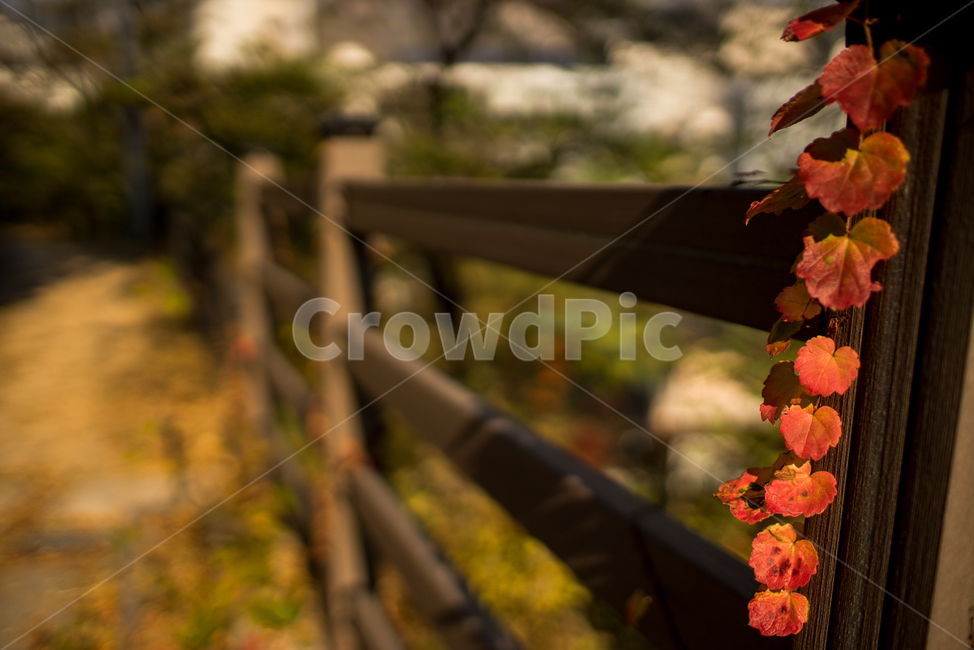 사색,명상,힐링,둘레길,햇살,가을,계절,fall,autumn,season,plant,식물,leaf,잎