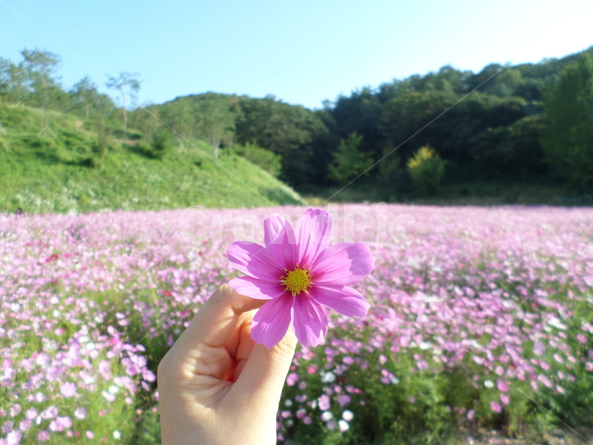 공주,공산성,코스모스,예쁘다,핑크,분홍,꽃,flower