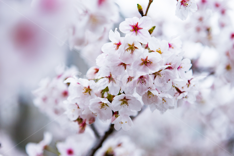 봄,꽃,벚꽃,벚꽃길,연분홍꽃,봄,계절,spring,season,식물,자연,plants,nature,꽃,flower,plant