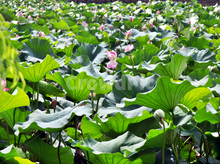 연꽃,연화지,연화못,연잎,여름,자연,계절,식물,자연,plants,nature,꽃,flower