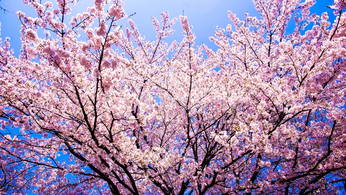 벚꽃,벚나무,벚꽃나무,cherryblossom,감성,감성사진,분홍,푸른하늘,맑은하늘,풍성함,하늘,flower,봄,계절,spring,season,식물,자연,plants,nature,나무,trees,wood,plant,blossom,꽃