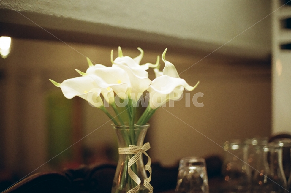 photography,꽃,식물,조화,감성,필름카메라,flower,artificialflower,monotone,pilm,포근함,따뜻함,모노톤,인테리어,whiteflower,식물,자연,plants,nature,꽃,flower,실내용화초,화분,화초,house plant,감성,sensible,feeling