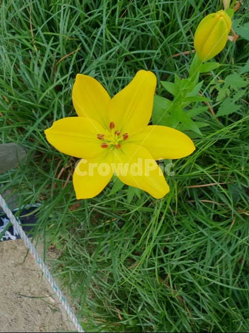 자연,식물,꽃,싱그러운,힐링,초록이,yellow,식물,자연,plants,nature,꽃,flower