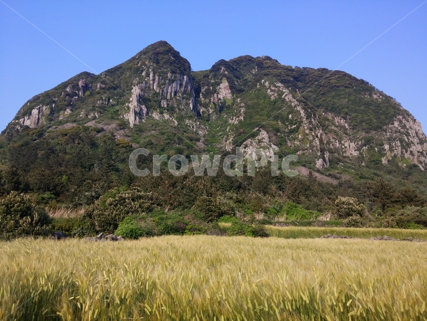 풍경,제주,제주도,보리,보리밭,산방산,가을,jeju,바다,자연,풍경,nature,landscape,제주도,jeju,jeju island,outdoors,옥외