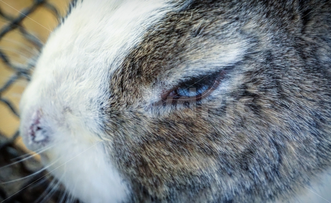 토끼,동물,Rabbit,animal,접사,배경,동물,animal,포유류,mammal