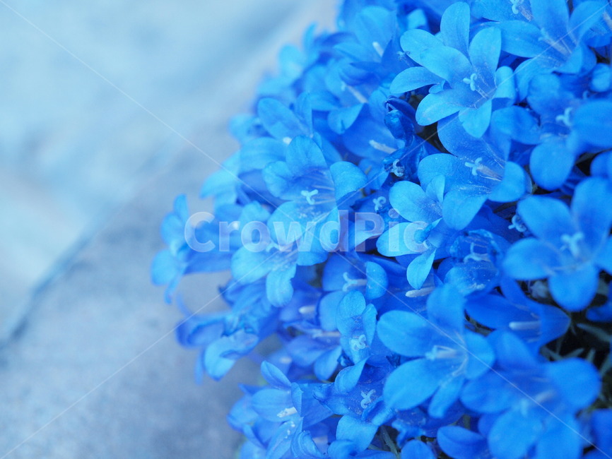 식물,꽃,파랑,plant,flower,blossom,식물,자연,plants,nature,꽃,flower