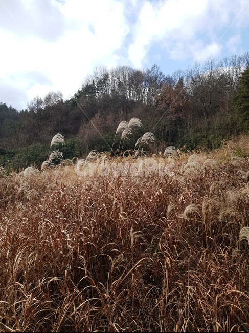 억새,가을,풍경,산,야초,배경,자연,바람,하늘,구름
